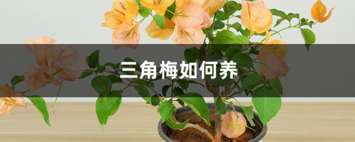 三角梅如何养