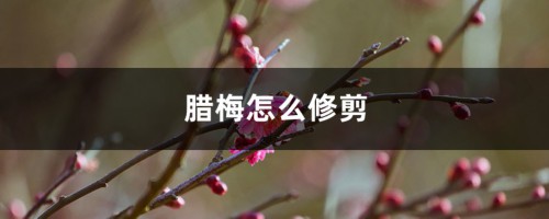 腊梅怎么修剪多开花（图解）